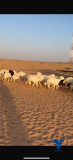 غنم مراح