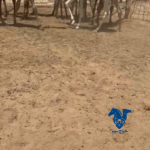 قعدان قصب