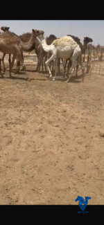 قعدان قصب