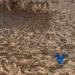 غنم منوة القناي