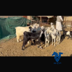 معزا طيبه