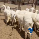 رخال كفو