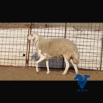 فحل صنف الصنف