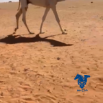 فحل مستقبل