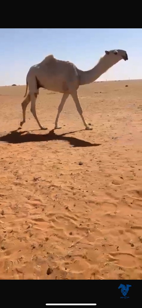 image_picker_2E5C1A57-3B51-4449-9BC1-3881A3971EF1-706-00000014150E897C فحل مستقبل - الصورة 1