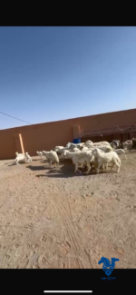 ⁦غنم خلفات طيبه⁩ - الصورة ⁦2⁩