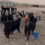 معزا