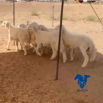 طليان كفو