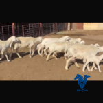 مطافيل حريات