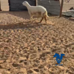 رخل صنف
