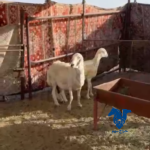 حريات