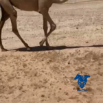 بكره شقحا كفو