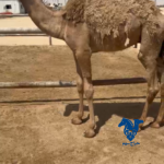 حاشي طيب