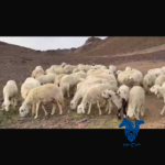 رخال حريات حرش