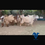 معزا طيبه