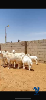 ⁦غنم خلفات طيبات⁩ - الصورة ⁦2⁩