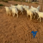 بهم طيب جدا