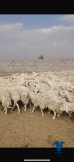 غنم مراح