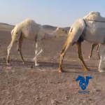 قعود باتلي