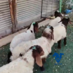 دواغير نعيم