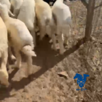 بهم تربيه