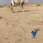 ناقه وضحاء