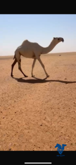 ⁦بكره حقه كفو⁩ - الصورة ⁦3⁩