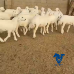 بهم فاخر