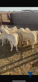 ⁦بهم كلش خروف وطيب جدا⁩ - الصورة ⁦2⁩
