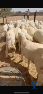 ⁦بهم طيب وذبايح⁩ - الصورة ⁦3⁩