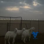 رخال عمارها4 شهور