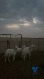 رخال عمارها4 شهور