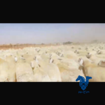 رخال صنف وكفو