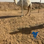 ناقه كفو