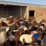 خلفات طيبات جدا غنم مقنوي