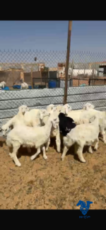 بهم تربيه