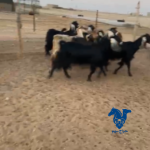 معزا