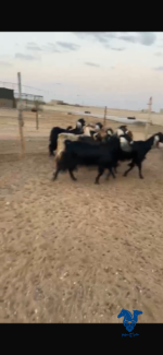 معزا