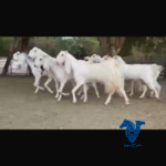 معزا