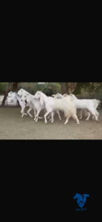 معزا