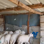 بهم تربيه وذبايح