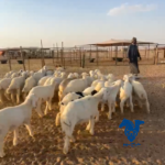 بهم كفو ذبايح فيهن5رخال