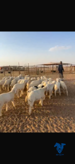 بهم كفو ذبايح فيهن5رخال