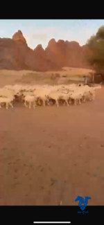 ⁦غنم مراح كامل⁩ - الصورة ⁦2⁩