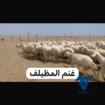 غنم دفيع وخلفات