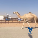 ناقه كفو