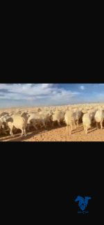 ⁦غنم مراح كامل صنف حرش⁩ - الصورة ⁦2⁩