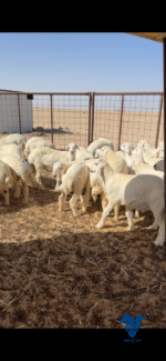 ⁦بهم حري فاخر⁩ - الصورة ⁦4⁩