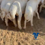 بهم كفو خروف صافي