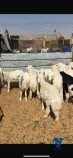 ⁦بهم تربيه⁩ - الصورة ⁦2⁩